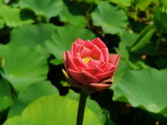 -莲花池公园