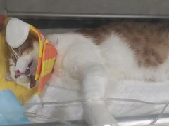 -瑞派名望志远动物医院·猫科·內科·异宠专科(直港大道店)