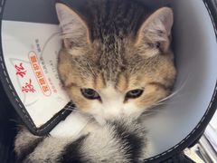 -博特宠物医院24h犬猫全科.骨科·异宠