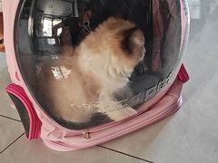 -宠颐生宠物医院·异宠猫科内科·诊疗中心宠巢店