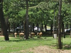 -秦皇岛野生动物园