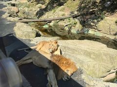 -大连森林动物园