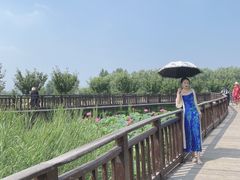 -羊亭河湿地公园