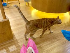 -滚猫咖啡·猫咖·猫友好撸猫(未来城店)
