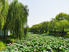 -白洋淀景区