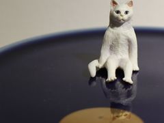 景观位-猫里有甜