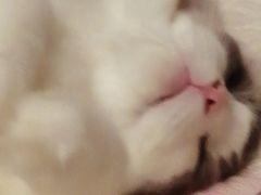 -猫猫幼稚园·撸猫·桌游·电玩