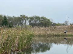 -溱湖国家湿地公园