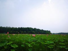 -东郊湿地公园