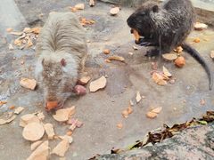 -深圳野生动物园