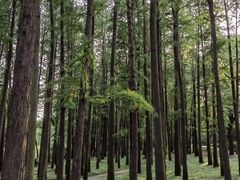 -上海共青森林公园