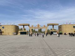 -金塔沙漠胡杨林景区