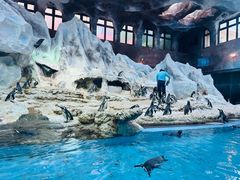 -帝企鹅自助餐厅•儿童岛•真企鹅(长隆企鹅酒店)