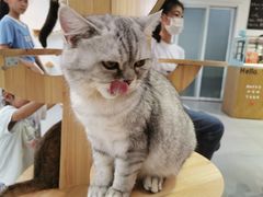 -Heymao猫咖.咖啡厅(东门店)