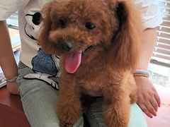 -艾贝尔宠物医院 ·内科全科(梁溪路店)