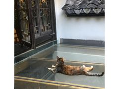 -猫的天空之城概念书店(杭州南宋御街店)