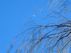 -北京麋鹿生态实验中心