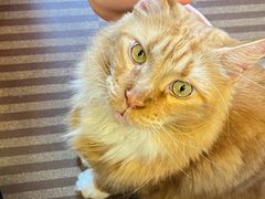 -MOCHA明星猫咖(田子坊店)