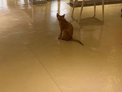 -藏猫猫咖啡主题馆(中央大道店)