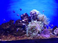 -芜湖新华联大白鲸海洋公园