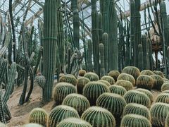 -南山植物园