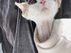 -Bastet sally猫舍购宠(静安店)