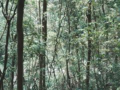 -梁野山景区