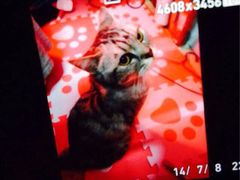 iphone_upload_pic-瑞派天使宠物医院·神经外科·骨科·核磁(洛川中路店)