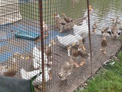 -前小桔亲子创意农场·草莓采摘·露营烧烤