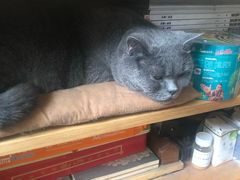 -海边的猫和咖啡馆