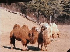 -沈阳森林动物园