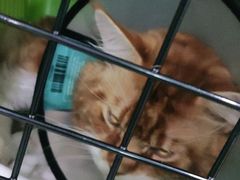 -纳吉亚猫专科动物医院·北北分院