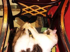 -猫色咖啡·猫咖