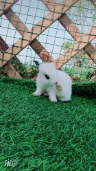 -萌宠亲子动物乐园(槐房万达店)