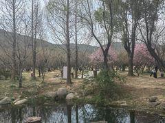 -香雪海