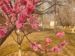 -永定河休闲森林公园