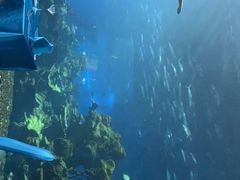 -海棠湾洲际-涛·海底餐厅·美人鱼·自助餐·海底隧道