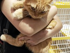 -藏猫猫咖啡主题馆(中央大道店)