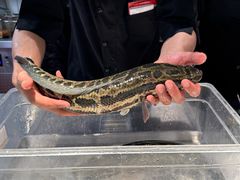 -太二酸菜鱼(石家庄万象城店)