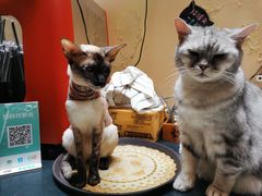 -猫色咖啡·猫咖