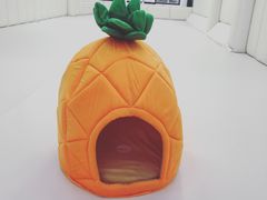 -菠萝格斗巴西柔术训练馆