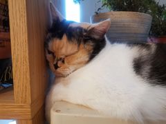 -Cappucimeow猫咪咖啡馆(韦伯时代店)