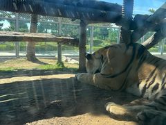 -西霞口神雕山野生动物世界
