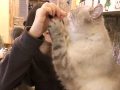 -猫色咖啡·猫咖