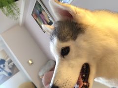 桃心-Husky Go! 哈士奇体验馆·宠物咖啡厅狗咖