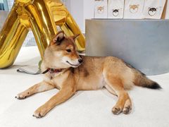 -柴务处·柴犬主题狗咖