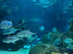 -上海海洋水族馆