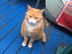 -Sirena海妖日咖夜酒