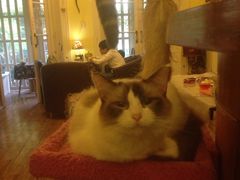 -猫色咖啡·猫咖