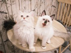 -楼上猫咖(罗湖店)
